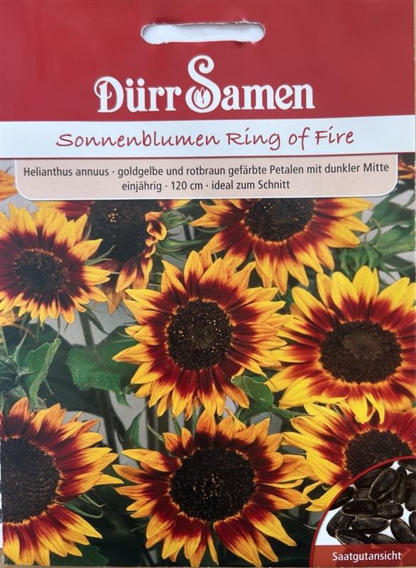 Helianthus annuus Ring of Fire