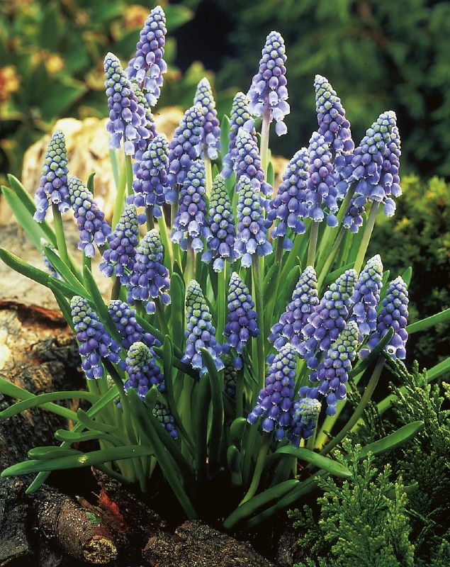 Muscari armeniacum (Größe 9/10)