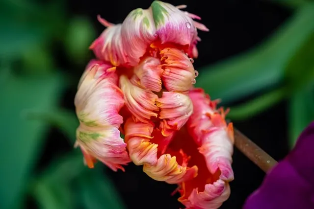 Papageien-Tulpen mit unregelmäßigen gewellten Blütenrändern