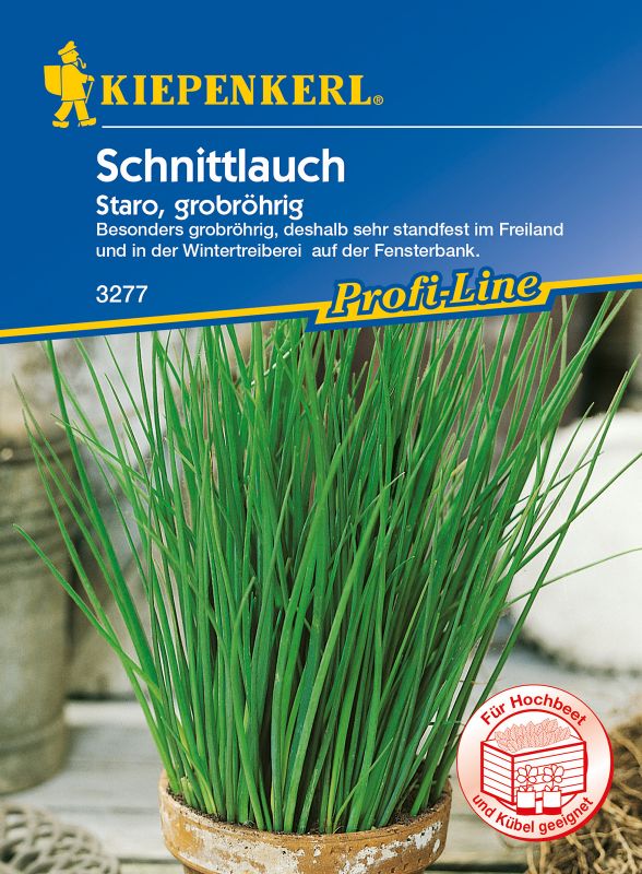 Schnittlauch, Polyv, grobröhrig - Gewürz
