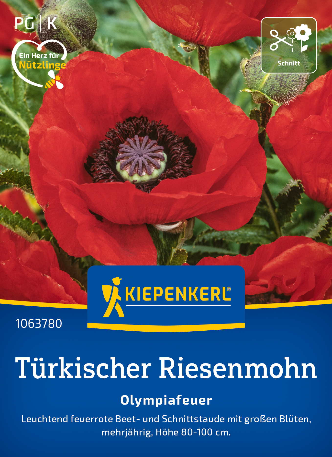 Papaver orientale Türkischer Riesenmohn