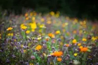 Bunte Blumenwiese mit gelben und orangefarbenen Blüten