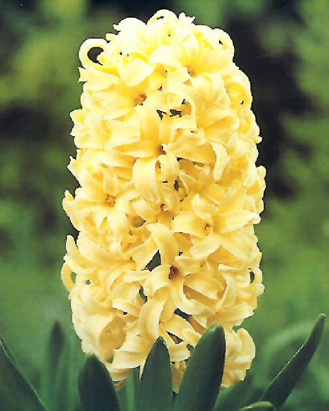 Gartenhyazinthe ‘City of Haarlem’