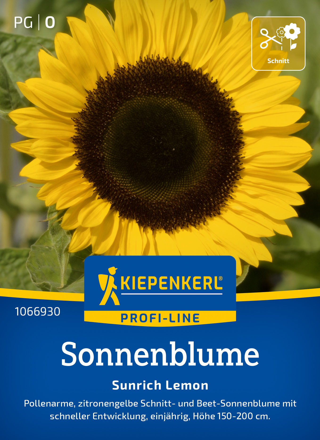 Helianthus annuus Sunrich Lemon