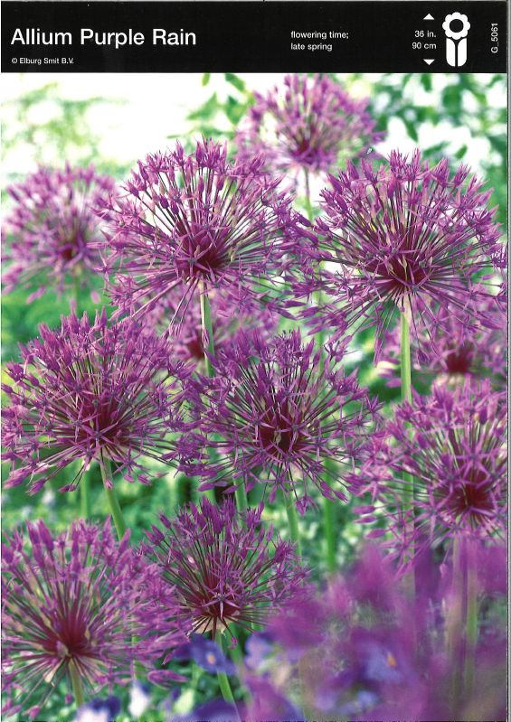 Allium Purple Rain 10/12