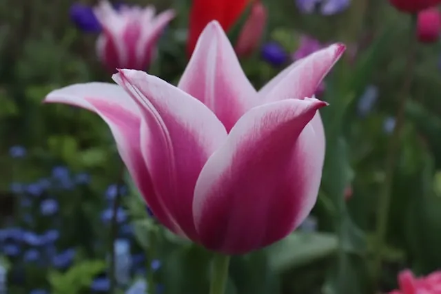 Lilienblütige Tulpen mit schlanken Blüten und langen zugespitzten Blütenblättern