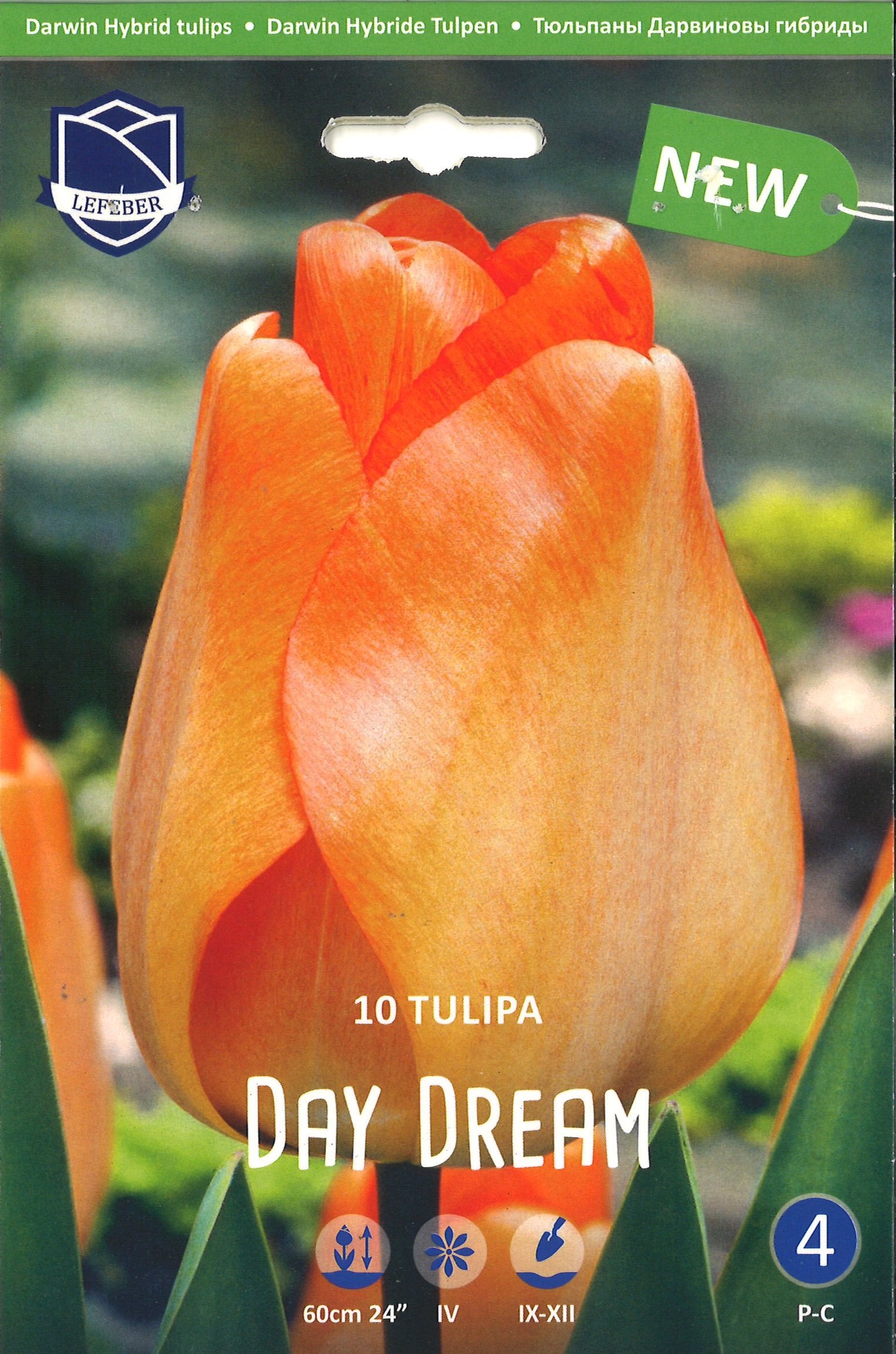 Tulpe Darwin 'Day Dream'