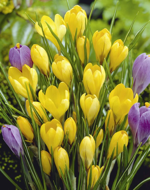 Krokus Gelbe Riesen 9/10