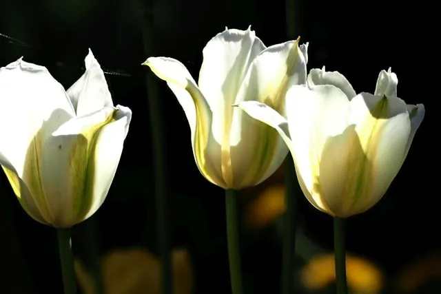 Viridiflora-Tulpen mit weiß-grüner Farbzeichnung nach dem Vorbild von Spring Green