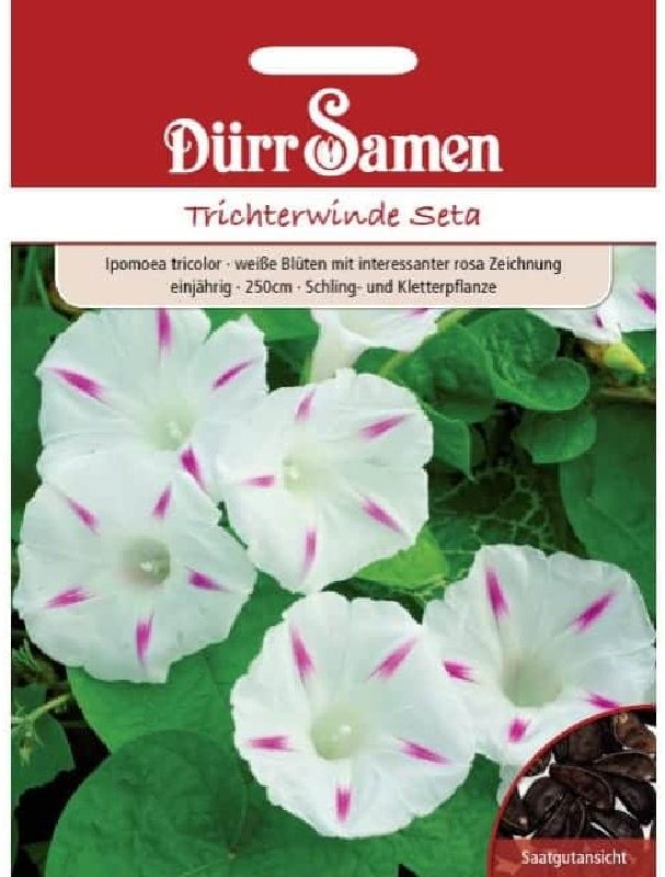 Ipomoea tricolor Seta