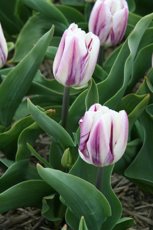 Tulpe Triumph Flaming Flag 12/+