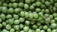 Frische grüne Erbsen mit geöffneter Erbsenschote in Nahaufnahme