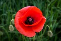 Mohn