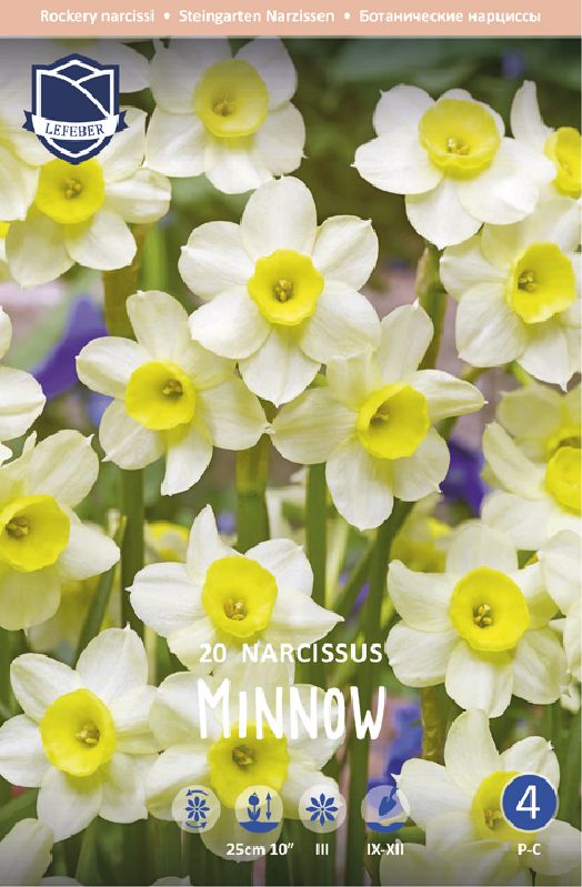 Narzisse Minnow 12/+