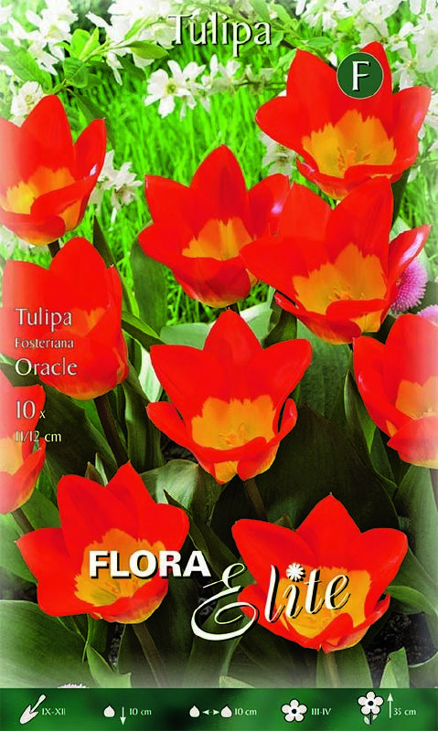 Tulpe Fosteriana "Oracle" (Größe 11/12)
