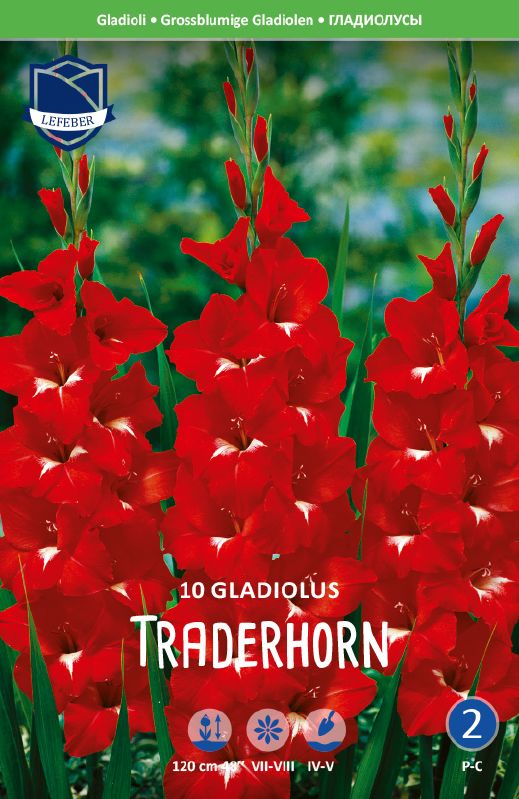 Gladiole Traderhorn 12+