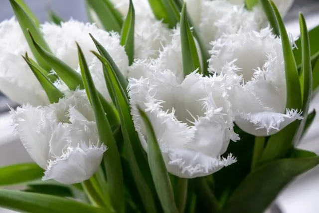 Gefranste Tulpe mit ausgeprägter Blütenstruktur und gleichmäßigem Wuchs