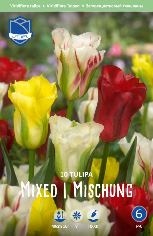 Tulpe Viridiflora Prachtmischung 11/12