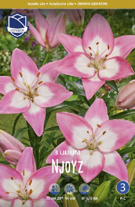 Lilie asiatisch Njoyz 14/16