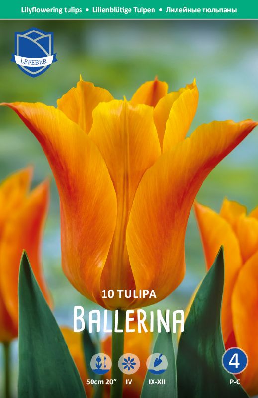 Tulpe lilienblütige Ballerina