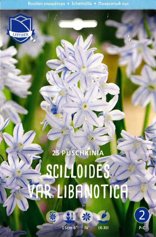 Puschkinia libanotica 5/6
