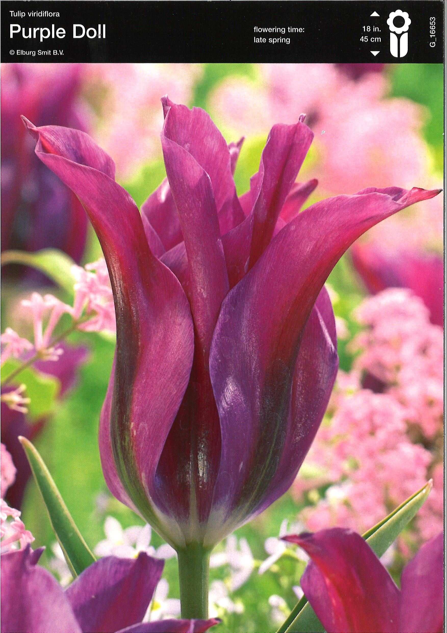 Tulpe  Viridiflora Purple Doll 12+