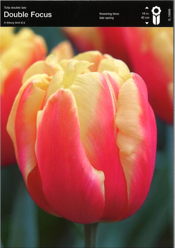 Tulpe gefüllte späte Double Focus