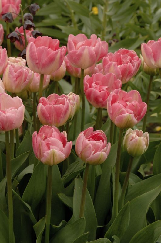 Tulpe gefüllte späte Upstar Gr.12/+