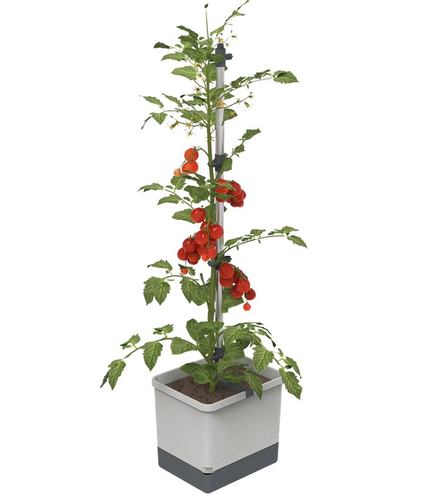 Gusta Garden, Tomatentopf Tom Tomato - hellgrau