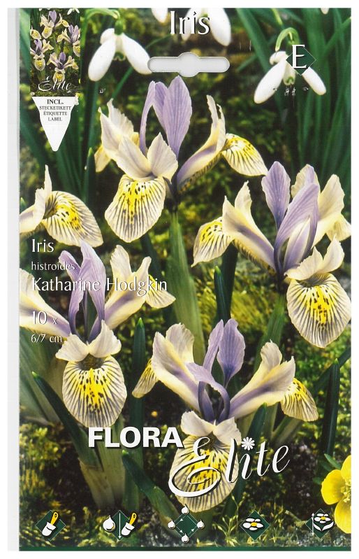 Iris histroides Katharine Hodgkin 6/7
