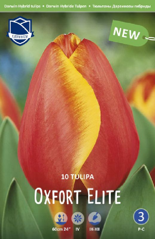 Tulpe Darwin Oxford Elite