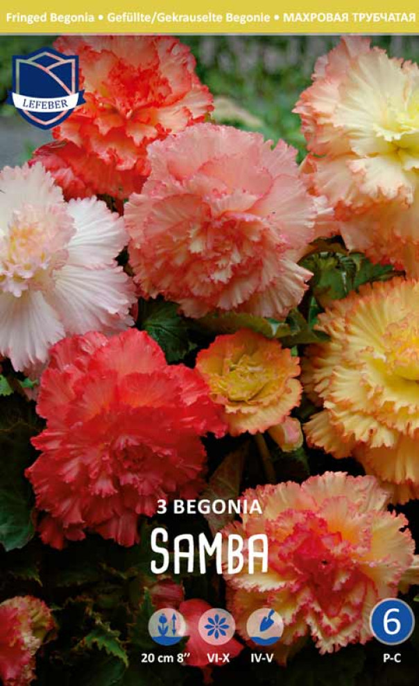 Begonien Samba Mixed