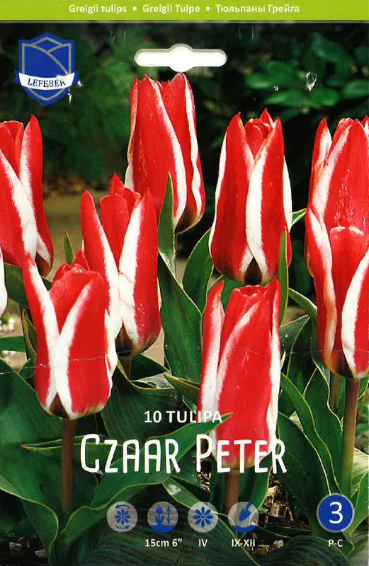Tulpe Greigii Czaar Peter