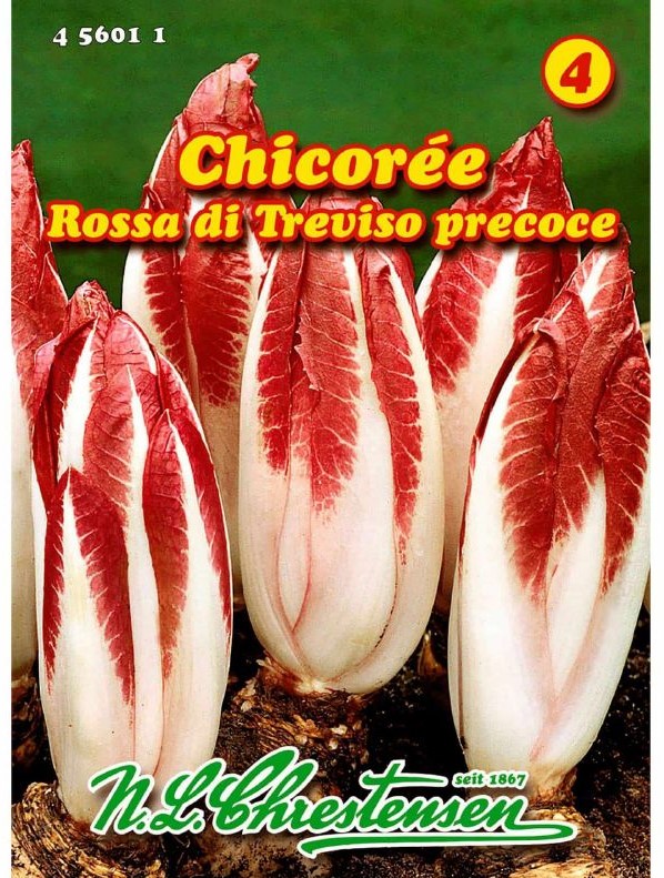 Radicchio di Trevisio