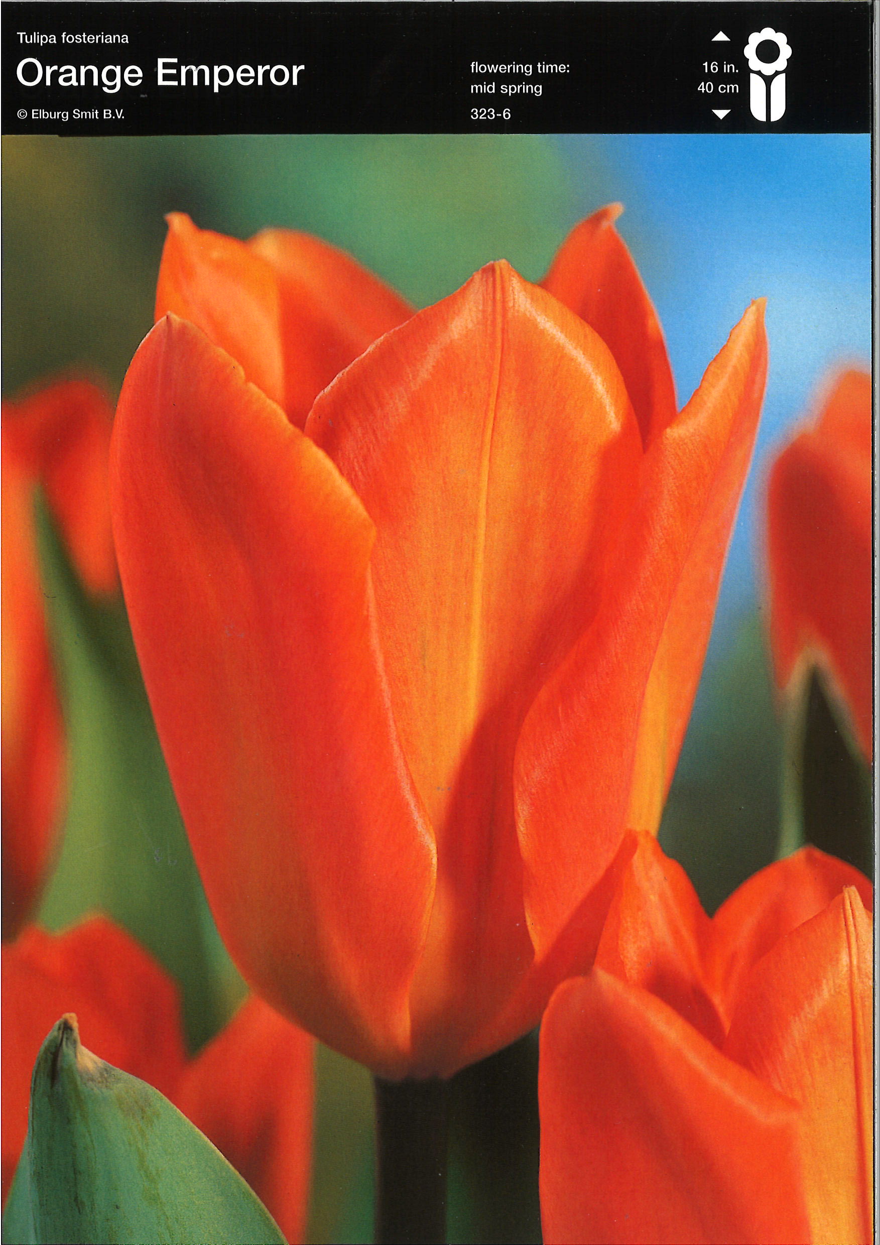 Tulpe Fosteriana Orange Emperor