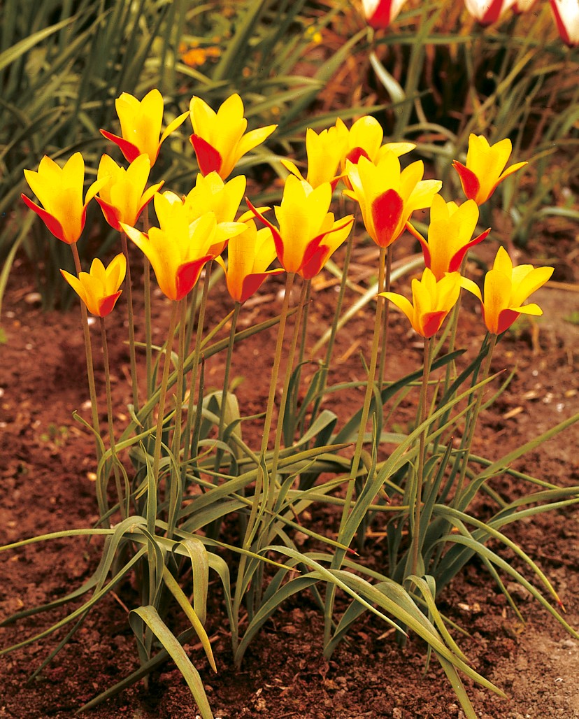 Wildtulpe "clusiana var chrysantha" (Größe 5+)