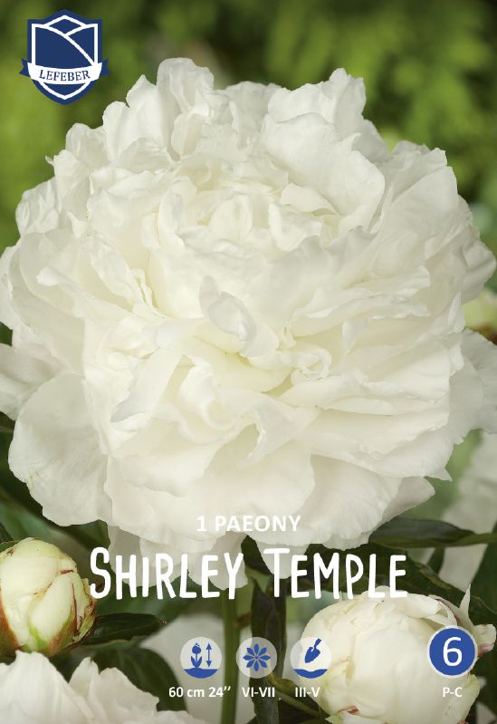 Pfingstrose - Paeonia "Shirley Temple"