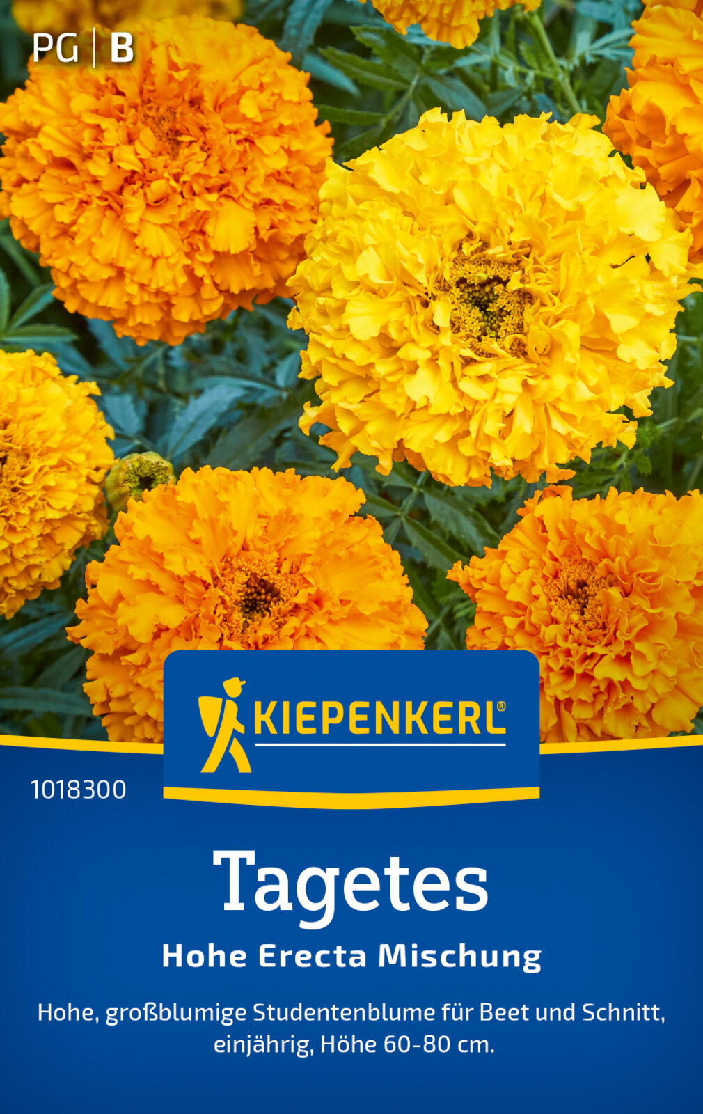 Aufrechte Studentenblume Riesen Perfekta
