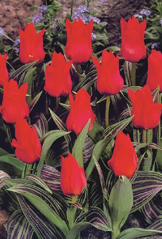 Greigii-Tulpe "Rotkäppchen" (Größe 11/12)