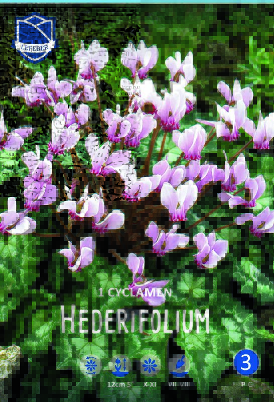 Cyclamen hederifolium 25/30