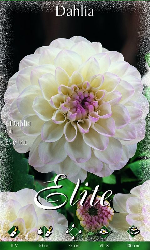 Dahlie Eveline