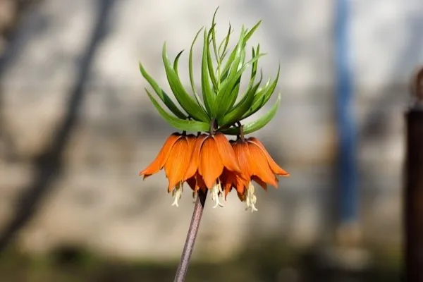 Kaiserkrone an einem sonnigen Standort im Garten