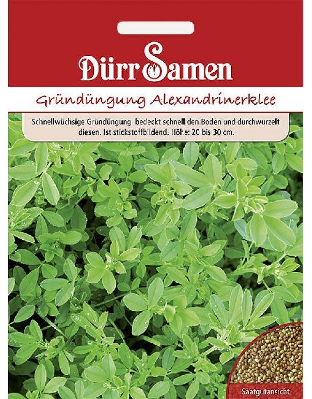Gründüngung  Alexandrinerklee