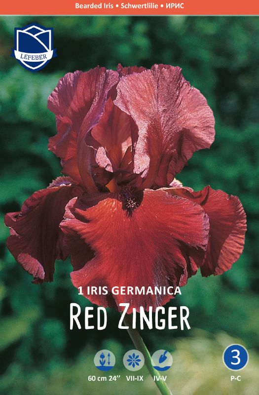 Iris germanica, rot