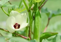 Weiße Okra-Blüte mit dunkelrotem Zentrum an grüner Pflanze in Nahaufnahme