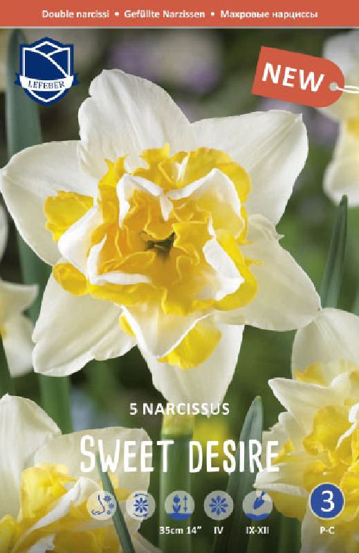 Narzisse Sweet Desire, gefüllt 12+
