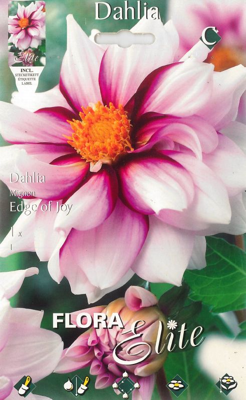 Dahlie Edge of Joy