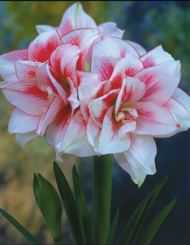 Amaryllis Elvas 32+