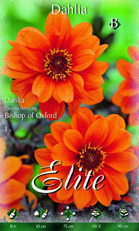 Dahlie Bishop of Oxford