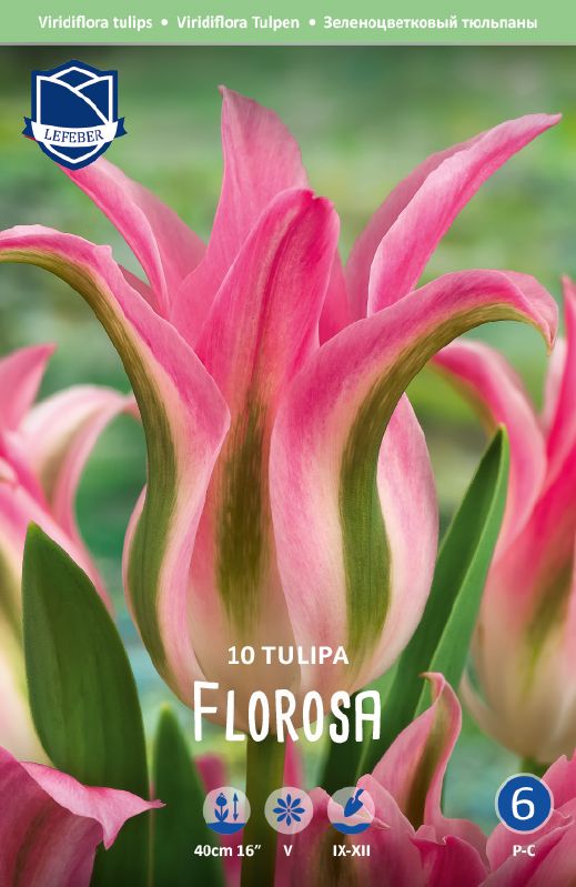 Tulpe Viridiflora Florosa 12+